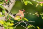Cedar waxwing eating serviceberry, Marion County, Illinois. Art Print